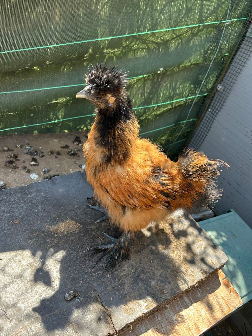   Coq soie  