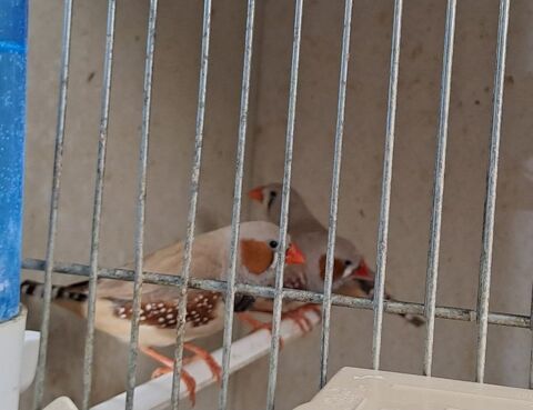 Couple de mandarin 15 77500 Chelles