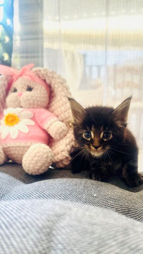 Magnifiques chatons Maine Coon 0 69290 Craponne