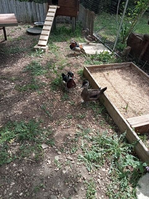  un couple reproducteurs de canard carolin 90 34800 Aspiran