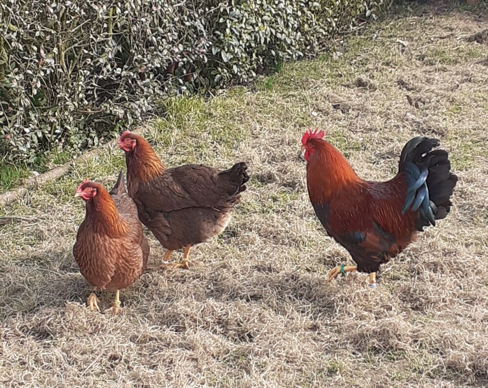   Oeufs fécondés ,  poule et coq welsumer  