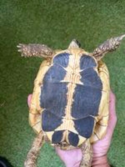   Tortue femelle 