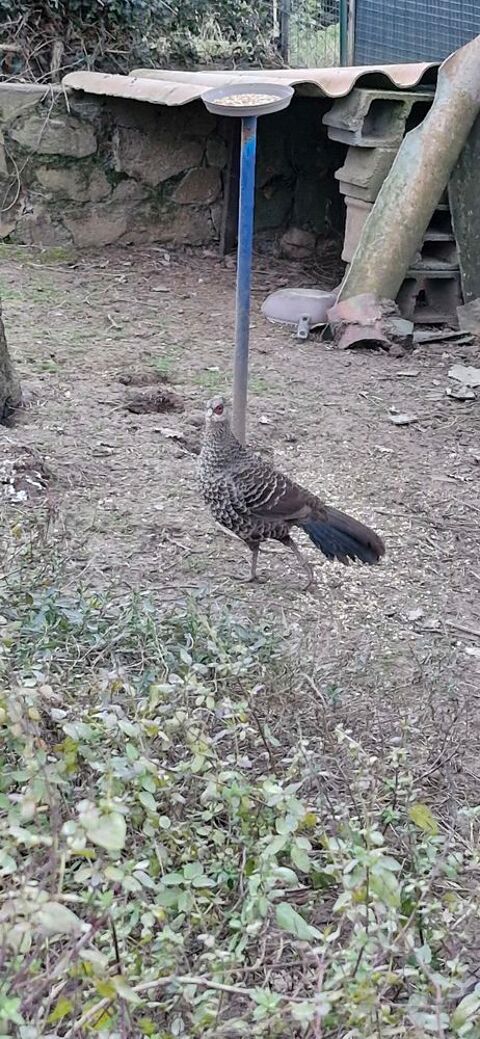 Faisans leucomele 50 31220 Le plan