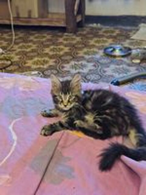   Bb sphinx  kits chatons vaccins et puce électroniq 