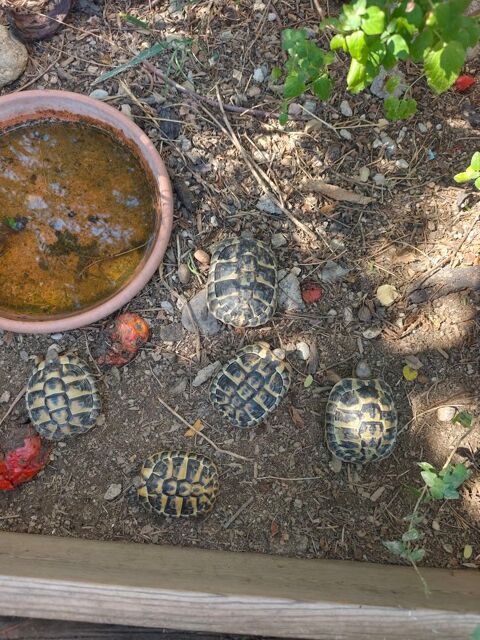 Tortue de terre 50 66200 Montescot
