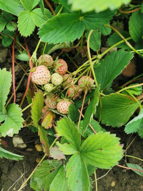 Pieds de fraises blanches 6 Charleville (51)