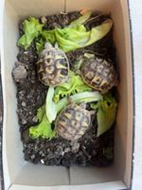   Tortues  