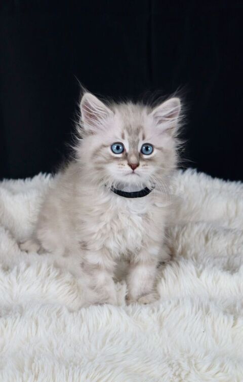 Chatons Sib&eacute;rien Hypoallerg&eacute;niques / Neva Masquerade 950 30100 Al�s