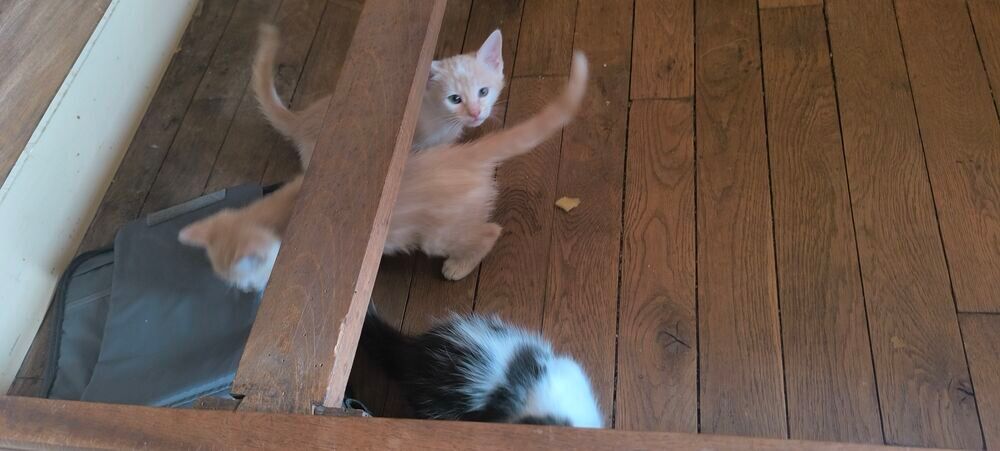  A donner chatons 