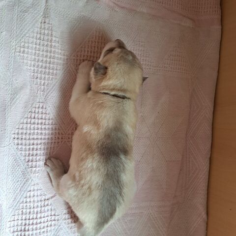 MAGNIFIQUES CHIOTS HUSKY SIB&Eacute;RIEN  1100 79150 Voultegon