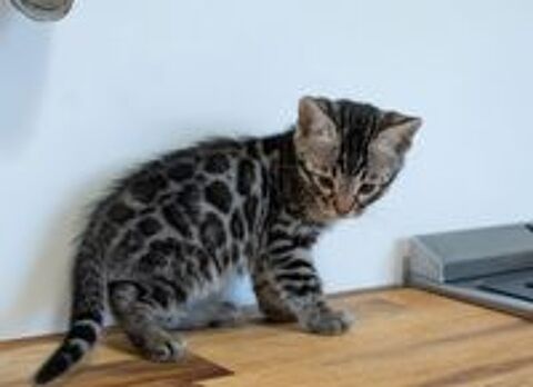   à Réserver Chaton Bengal silver excellent ligne 