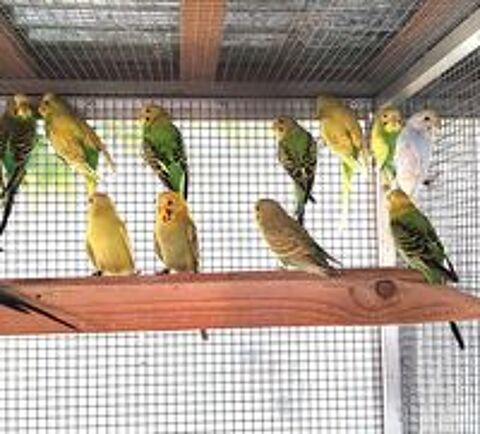   PERRUCHES ONDULEES et CANARIS 
