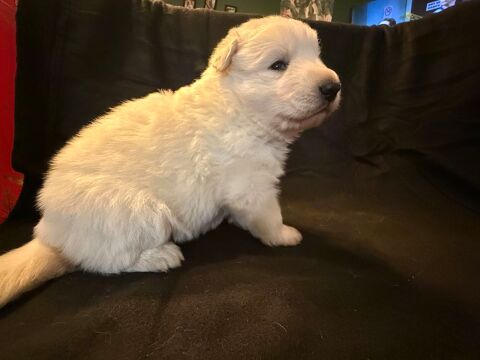 Chiots Berger Blanc Suisse 1125 55130 Vaudeville-le-haut