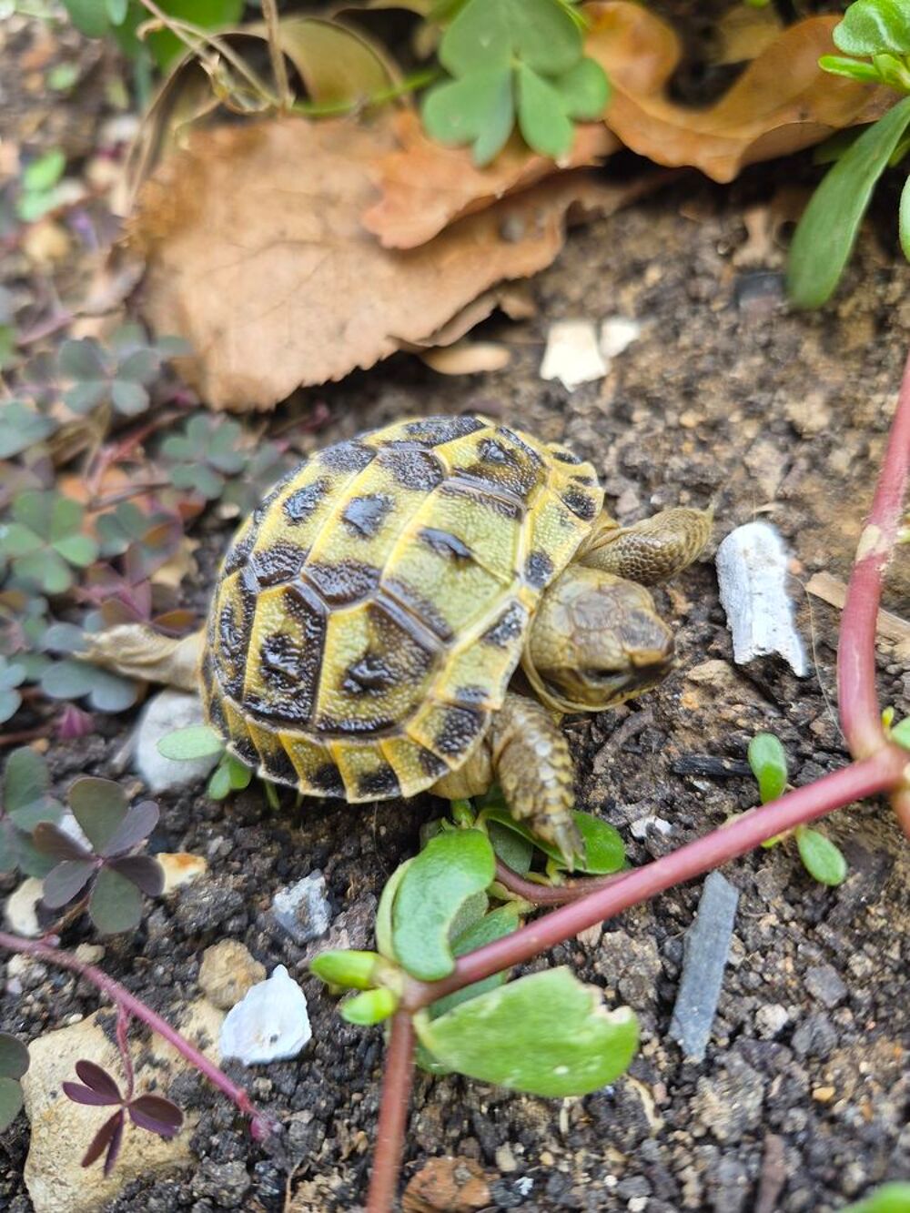   Tortue de terre  