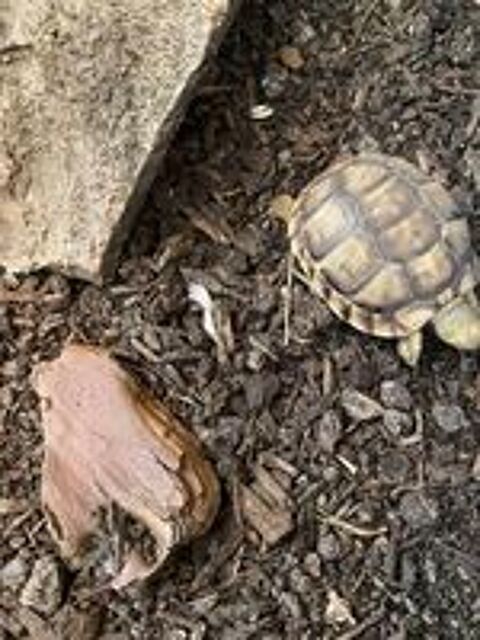   BB tortue  