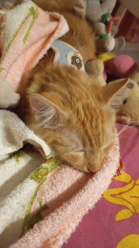 Pet sitter confirm&eacute;e &agrave; votre service  0 71330 Simard