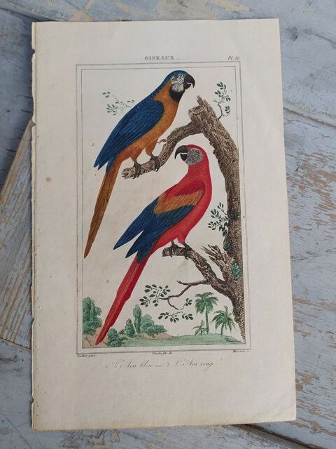 Ancienne Gravure Oiseaux de Buffon L'Ara Bleu et L'Ara Rouge 35 Loches (37)