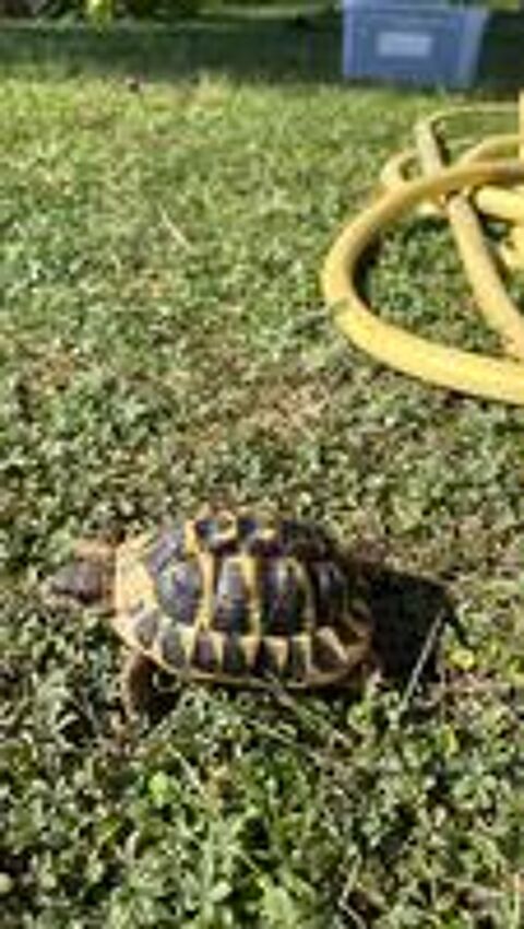   Tortue de 7 ans 