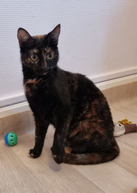 Jeune chatte ou chaton ado de 8 mois &eacute;caille de tortue 0 89520 Saint-sauveur-en-puisaye