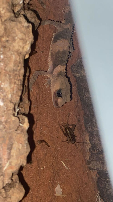 Couple nephrurus cinctus 250 03100 Montlu�on