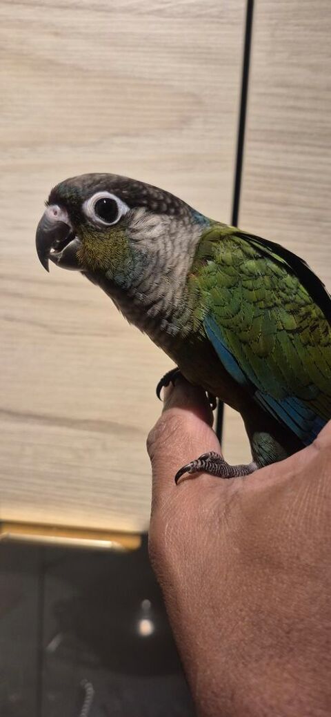Conure pyrrhura Eam 250 95190 Goussainville