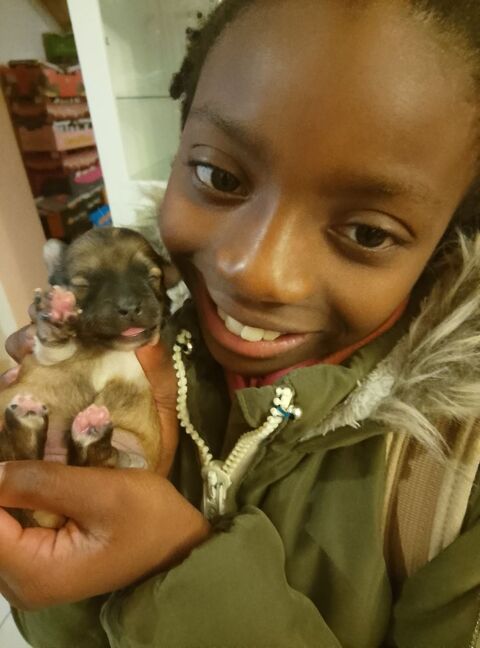 Chihuahua a reserver 749 45300 Manchecourt