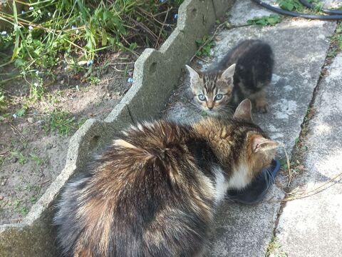 CHATON-CHAT 0 93370 Montfermeil