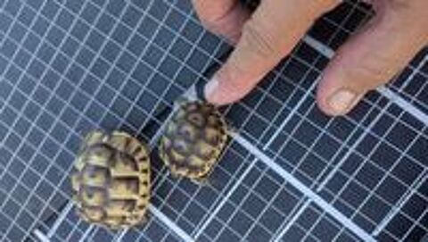   Tortue terrestre 