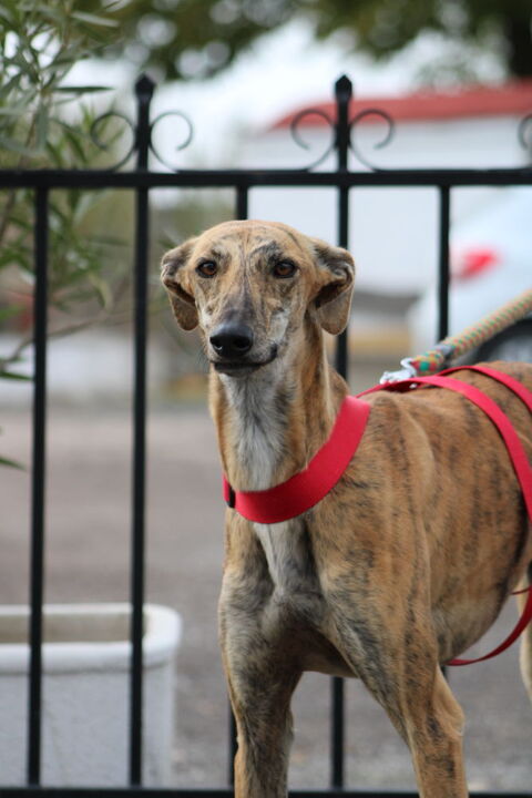 GONDOLA &#129655; Jeune  galga qui sourit à l'amour ! le plus beau des sourires 315 24140 Douville