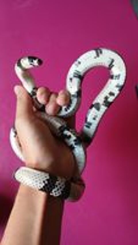   Lampropeltis triangulum hondurensis anery 