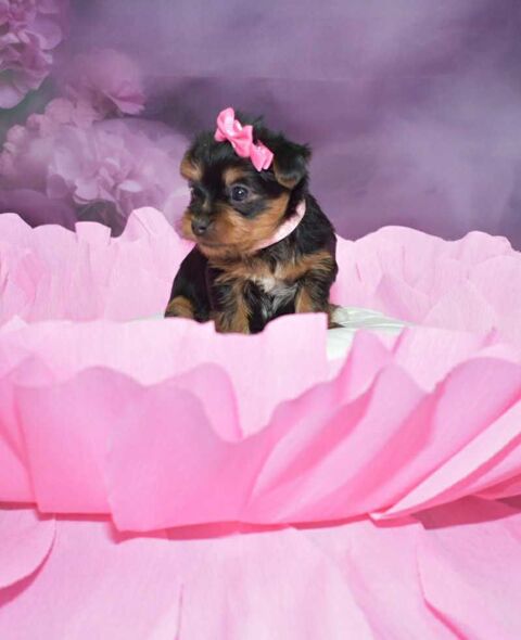 Yorkshire Terrier inscrits au LOF mâles et femelle 1500 22000 Saint-brieuc