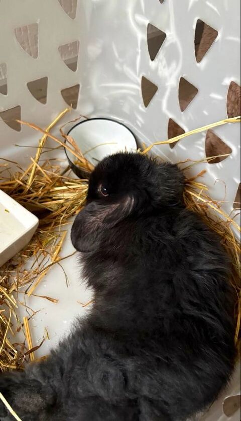 Lapin nain , gentil et en bonne sant&eacute; 60 21200 Beaune