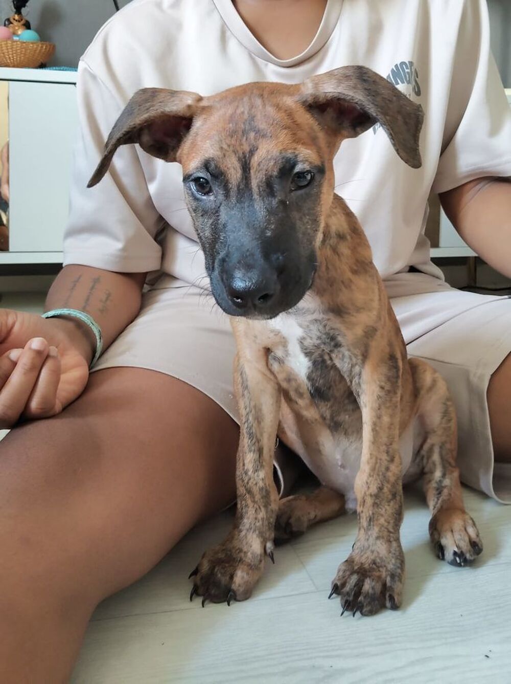   Junior, 2 mois, cherche un bon foyer  