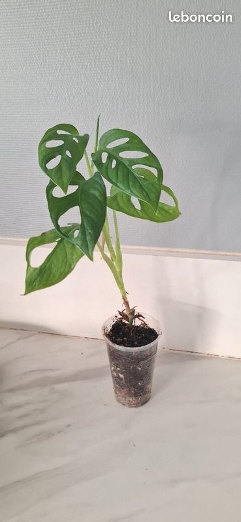 Monstera adansonii bouture 72 4 Clermont-Ferrand (63)