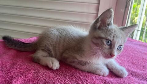 ✨️ LAM ✨️ 🐱 190 77500 Chelles