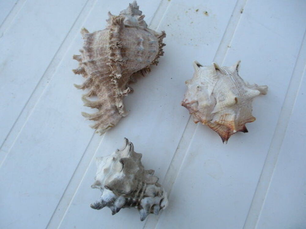 coquillages 