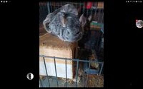   chinchillas 