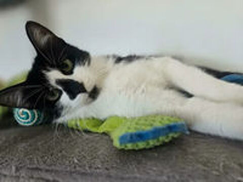   Clairette jeune chatte tres sympa cherche adoptants 