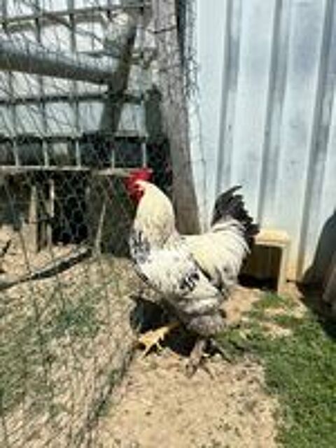   Coq 