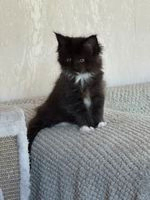   Magnifiques baby's Maine Coon 