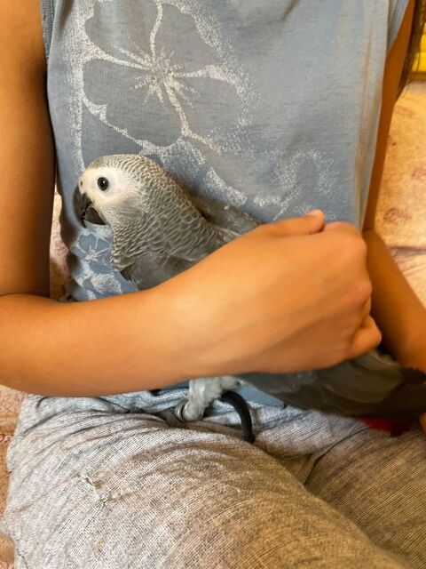 Perroquet gris du gabon bébé 1600 83630 Rgusse