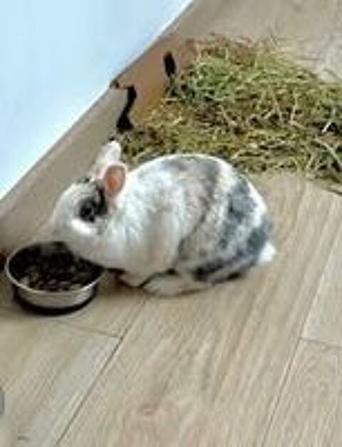   Lapin NALA à l adoption 