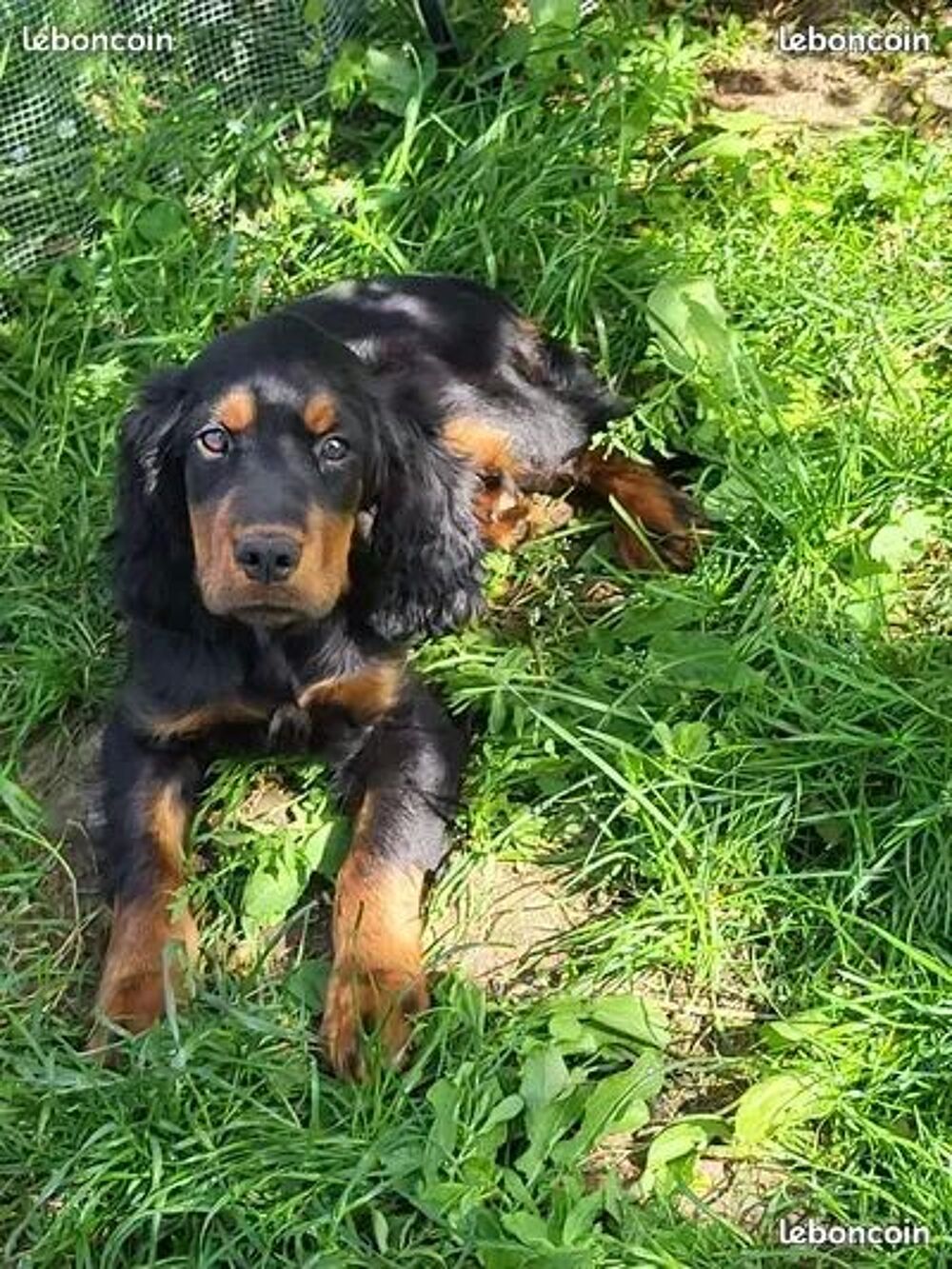   Chiots setter gordon  