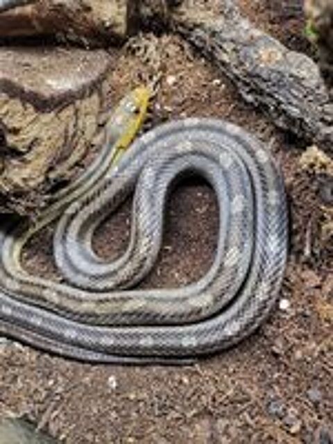   SOORO, magnifique Serpent des bls  Pantherophis Guttarus x bairdi  adopter via l'association UMA 