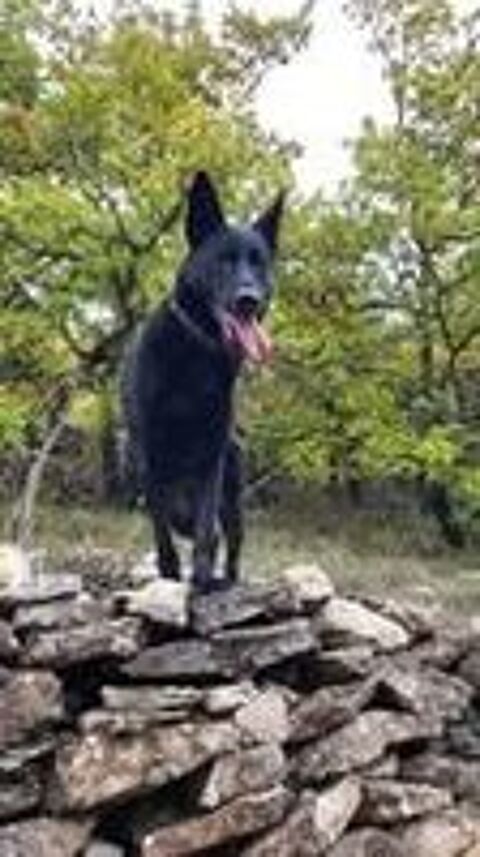   Chien SAYKA � l adoption 