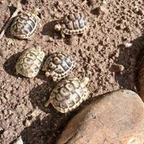   TORTUES GRECQUES  