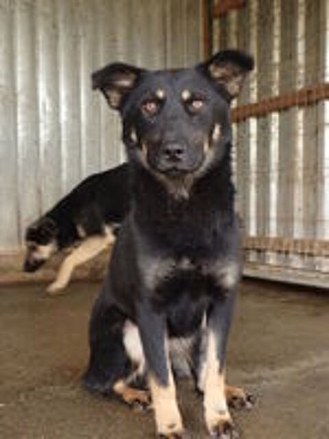   Hina à l'adoption 