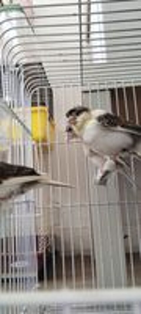   Canaris 