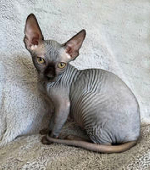   Adorable petit chaton cherche sa famille aimante 
