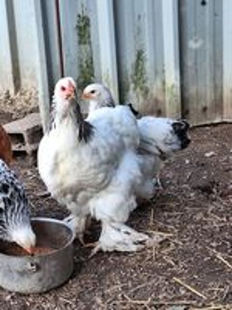   Poule et coq brahma blanche hermine noir  